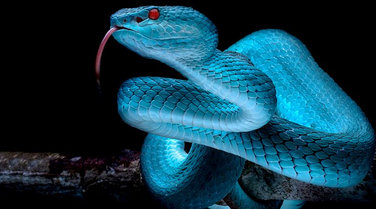 Ransomware Snake paralisou indústrias no mundo todo